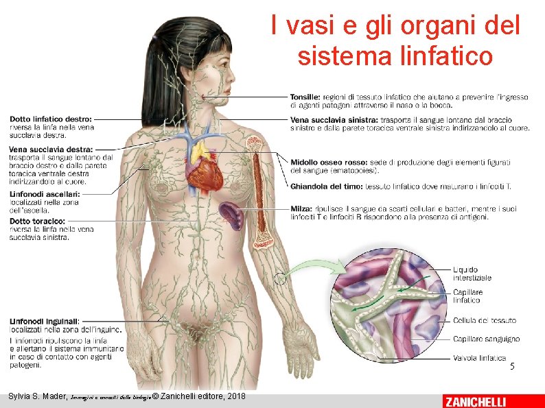 I vasi e gli organi del sistema linfatico 5 Sylvia S. Mader, Immagini e