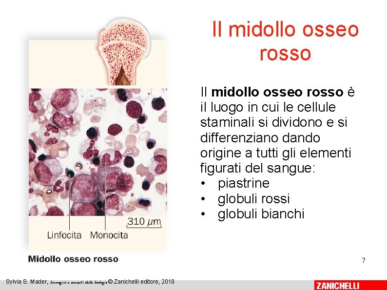 Il midollo osseo rosso è il luogo in cui le cellule staminali si dividono