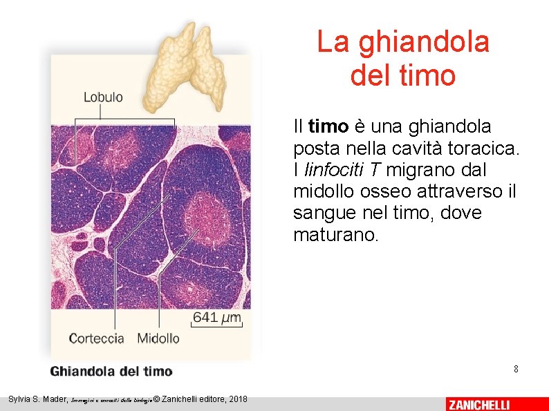 La ghiandola del timo Il timo è una ghiandola posta nella cavità toracica. I