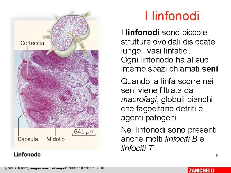 I linfonodi sono piccole strutture ovoidali dislocate lungo i vasi linfatici. Ogni linfonodo ha