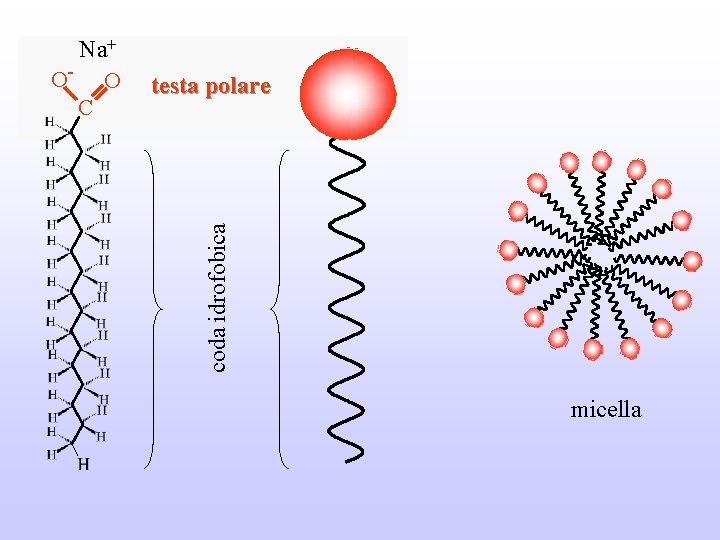 testa polare coda idrofobica Na+ O- O C micella 