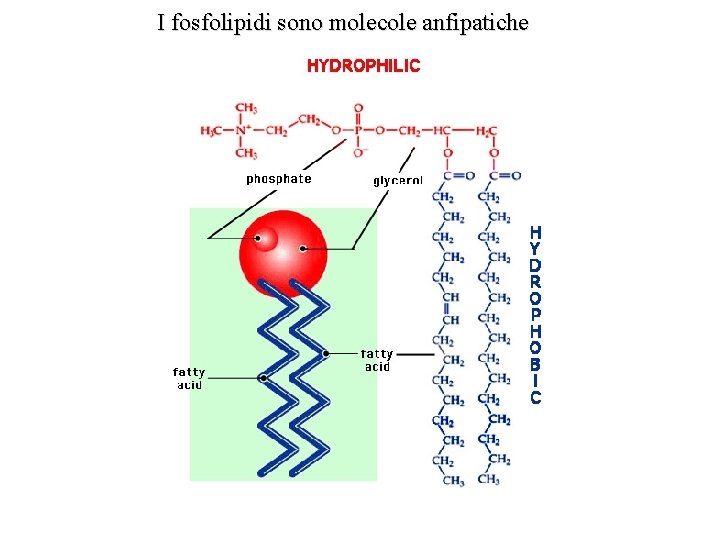 I fosfolipidi sono molecole anfipatiche 