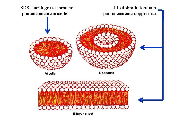 SDS e acidi grassi formano spontaneamente micelle I fosfolipidi formano spontaneamente doppi strati 