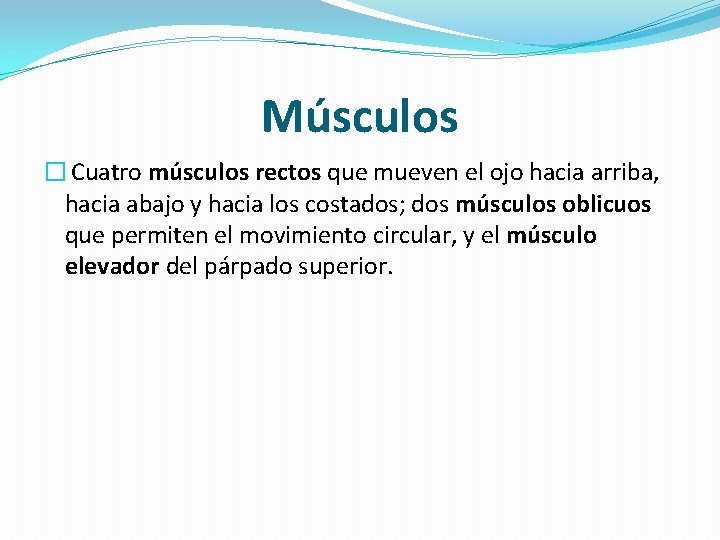 Músculos � Cuatro músculos rectos que mueven el ojo hacia arriba, hacia abajo y