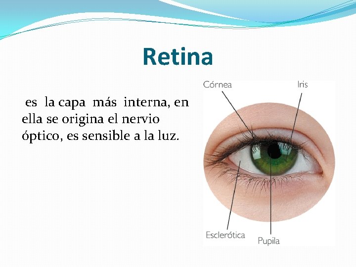 Retina es la capa más interna, en ella se origina el nervio óptico, es