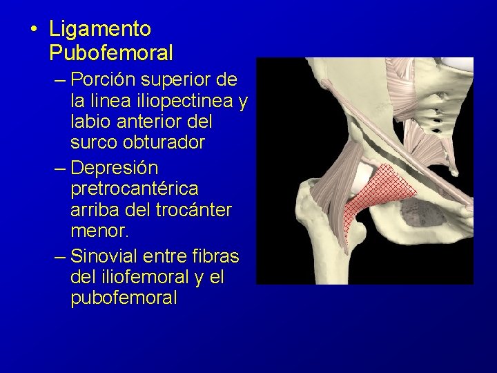 • Ligamento Pubofemoral – Porción superior de la linea iliopectinea y labio anterior • Ligamento Pubofemoral – Porción superior de la linea iliopectinea y labio anterior