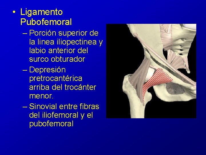  • Ligamento Pubofemoral – Porción superior de la linea iliopectinea y labio anterior