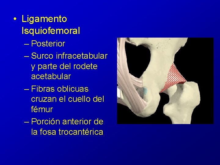  • Ligamento Isquiofemoral – Posterior – Surco infracetabular y parte del rodete acetabular