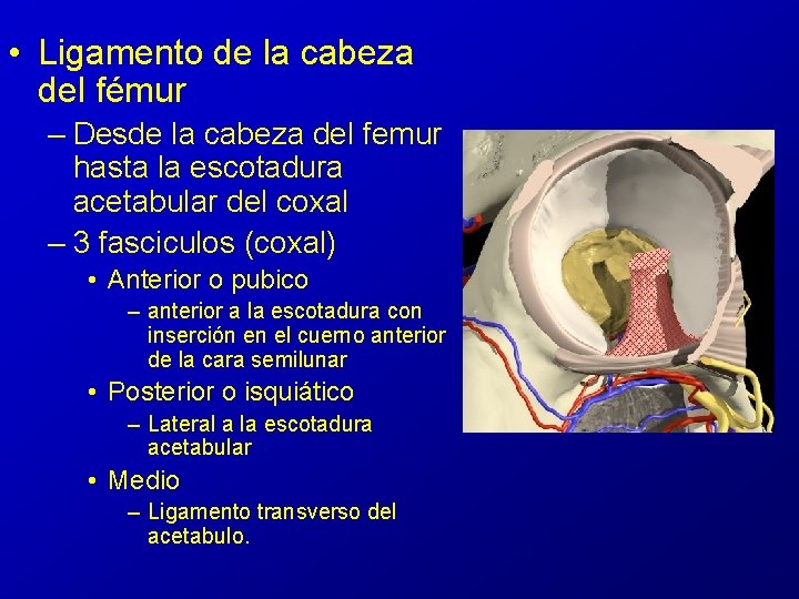 • Ligamento de la cabeza del fémur – Desde la cabeza del femur • Ligamento de la cabeza del fémur – Desde la cabeza del femur