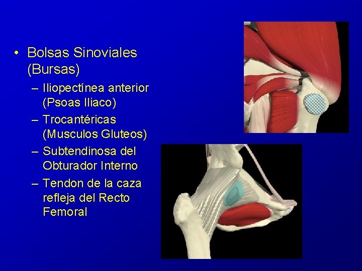 • Bolsas Sinoviales (Bursas) – Iliopectínea anterior (Psoas Iliaco) – Trocantéricas (Musculos Gluteos) • Bolsas Sinoviales (Bursas) – Iliopectínea anterior (Psoas Iliaco) – Trocantéricas (Musculos Gluteos)