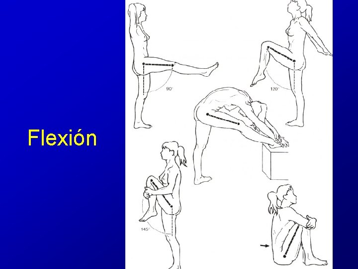 Flexión Flexión