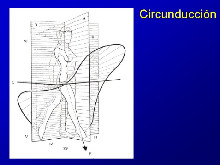 Circunducción Circunducción
