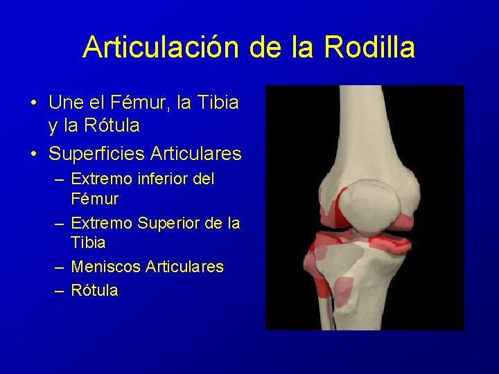 Articulación de la Rodilla • Une el Fémur, la Tibia y la Rótula •