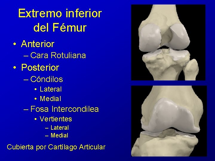 Extremo inferior del Fémur • Anterior – Cara Rotuliana • Posterior – Cóndilos • Extremo inferior del Fémur • Anterior – Cara Rotuliana • Posterior – Cóndilos •