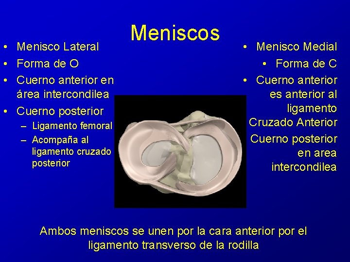  • Menisco Lateral • Forma de O • Cuerno anterior en área intercondilea