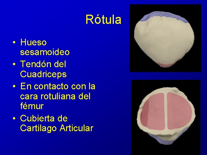 Rótula • Hueso sesamoideo • Tendón del Cuadriceps • En contacto con la cara