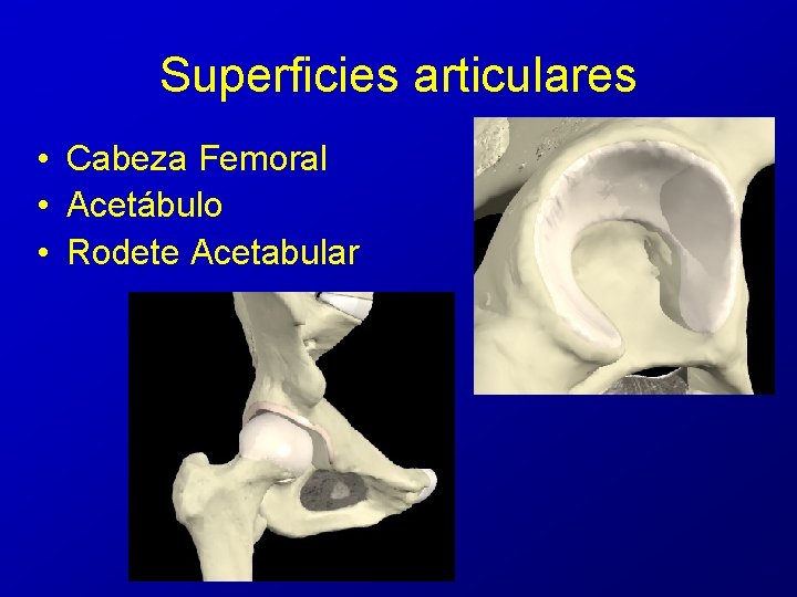 Superficies articulares • Cabeza Femoral • Acetábulo • Rodete Acetabular Superficies articulares • Cabeza Femoral • Acetábulo • Rodete Acetabular