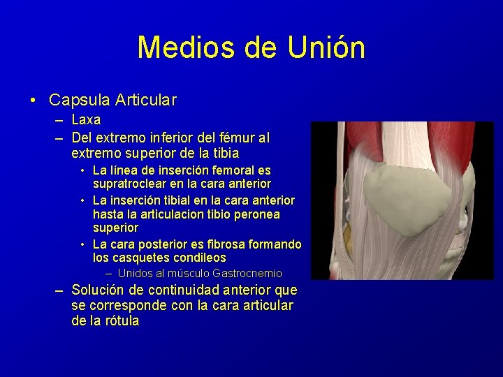 Medios de Unión • Capsula Articular – Laxa – Del extremo inferior del fémur Medios de Unión • Capsula Articular – Laxa – Del extremo inferior del fémur