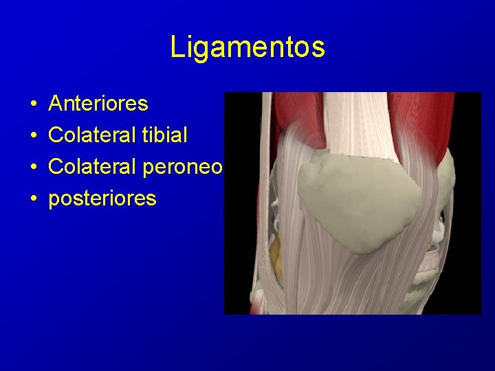 Ligamentos • • Anteriores Colateral tibial Colateral peroneo posteriores Ligamentos • • Anteriores Colateral tibial Colateral peroneo posteriores