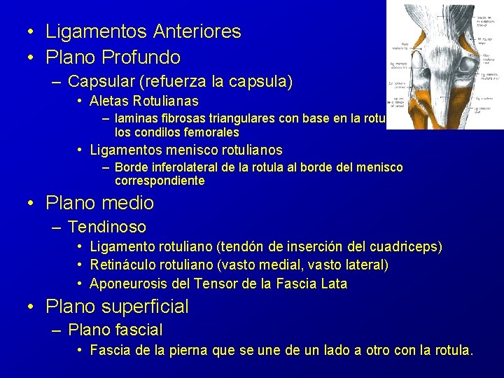 • Ligamentos Anteriores • Plano Profundo – Capsular (refuerza la capsula) • Aletas • Ligamentos Anteriores • Plano Profundo – Capsular (refuerza la capsula) • Aletas