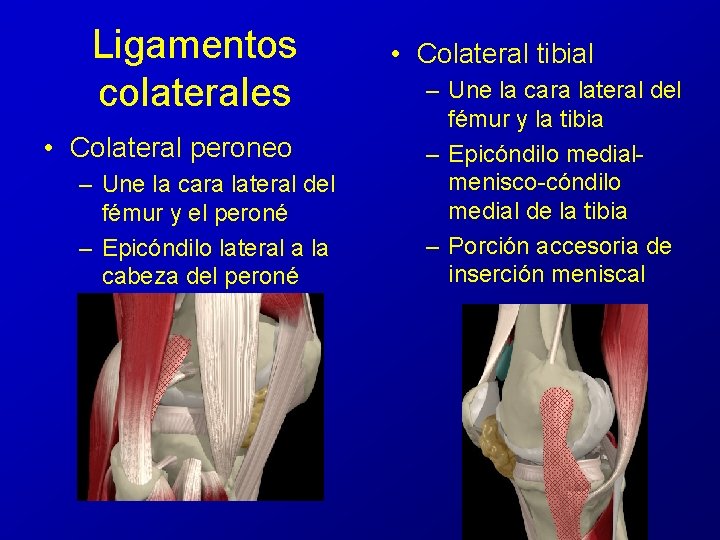 Ligamentos colaterales • Colateral peroneo – Une la cara lateral del fémur y el