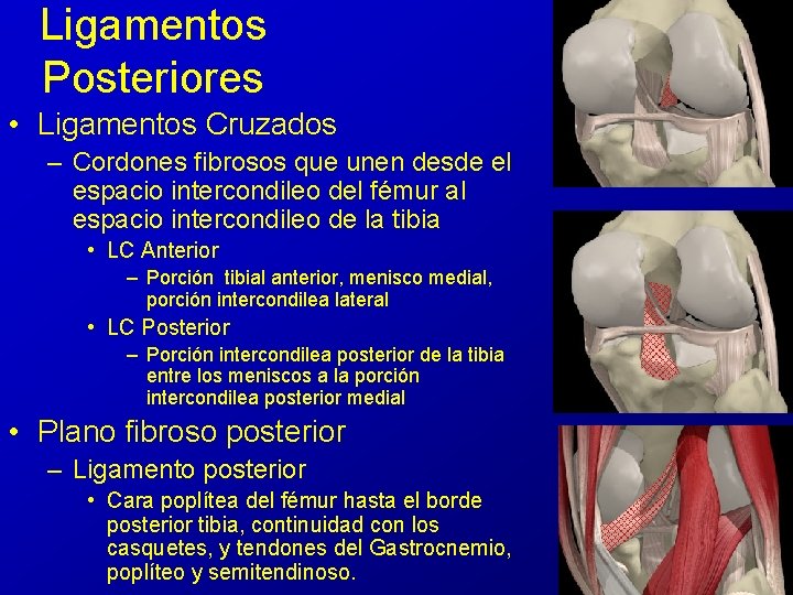 Ligamentos Posteriores • Ligamentos Cruzados – Cordones fibrosos que unen desde el espacio intercondileo Ligamentos Posteriores • Ligamentos Cruzados – Cordones fibrosos que unen desde el espacio intercondileo