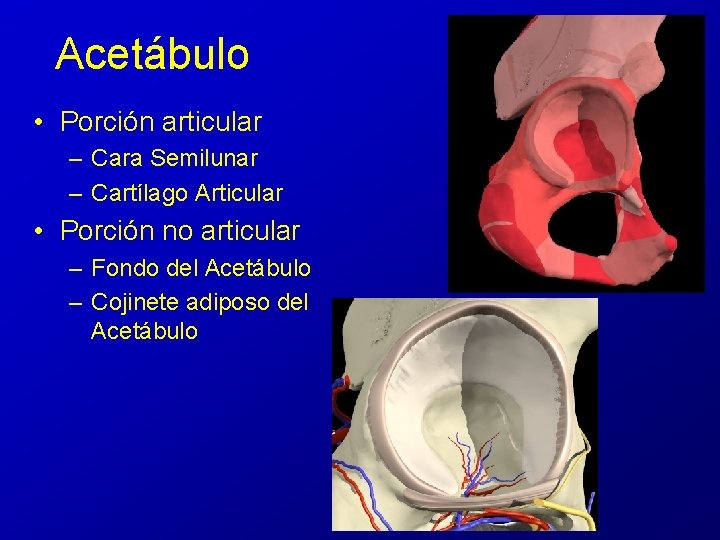 Acetábulo • Porción articular – Cara Semilunar – Cartílago Articular • Porción no articular Acetábulo • Porción articular – Cara Semilunar – Cartílago Articular • Porción no articular