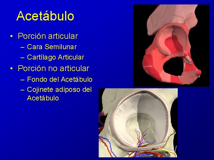 Acetábulo • Porción articular – Cara Semilunar – Cartílago Articular • Porción no articular