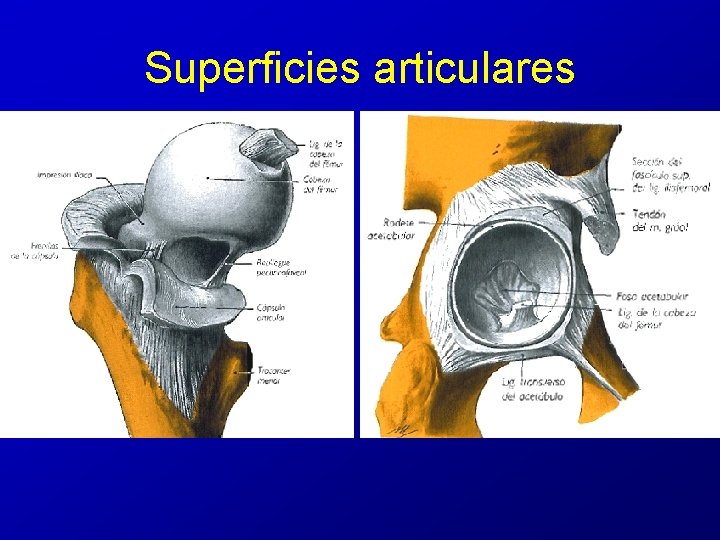 Superficies articulares 