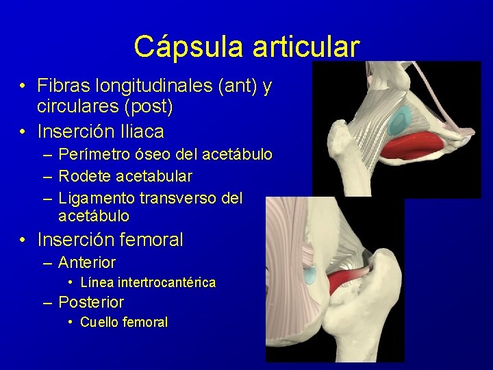 Cápsula articular • Fibras longitudinales (ant) y circulares (post) • Inserción Iliaca – Perímetro Cápsula articular • Fibras longitudinales (ant) y circulares (post) • Inserción Iliaca – Perímetro
