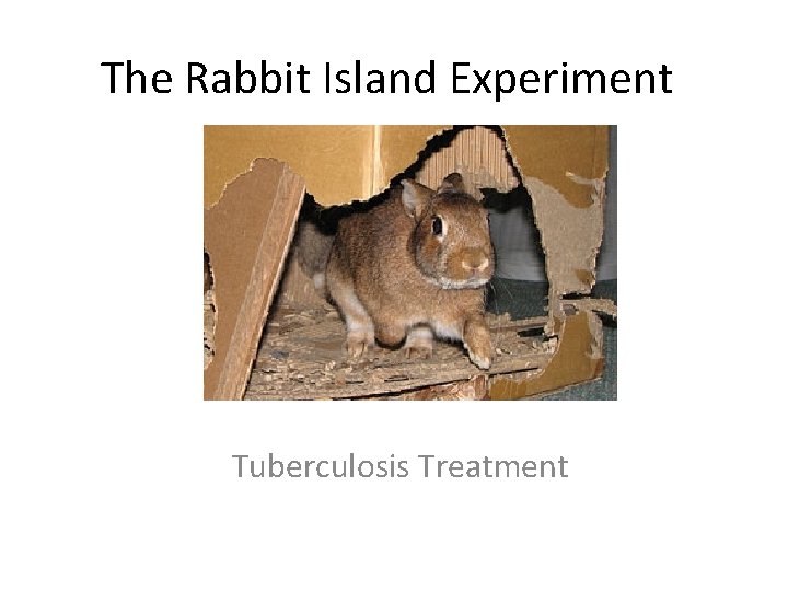 The Rabbit Island Experiment Tuberculosis Treatment 