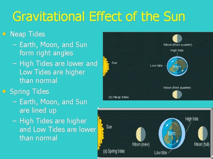 Gravitational Effect of the Sun • Neap Tides – Earth, Moon, and Sun form