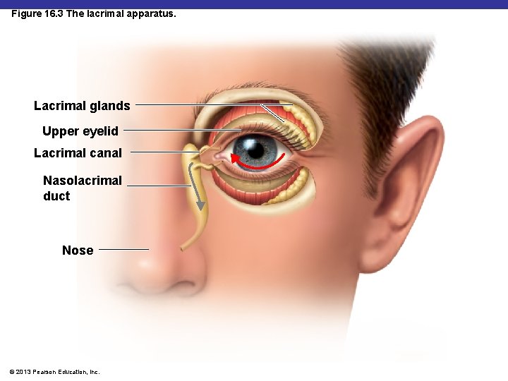 Figure 16. 3 The lacrimal apparatus. Lacrimal glands Upper eyelid Lacrimal canal Nasolacrimal duct