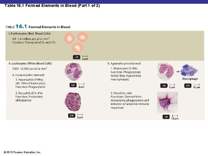 Table 16. 1 Formed Elements in Blood (Part 1 of 2) Insert Table 16.