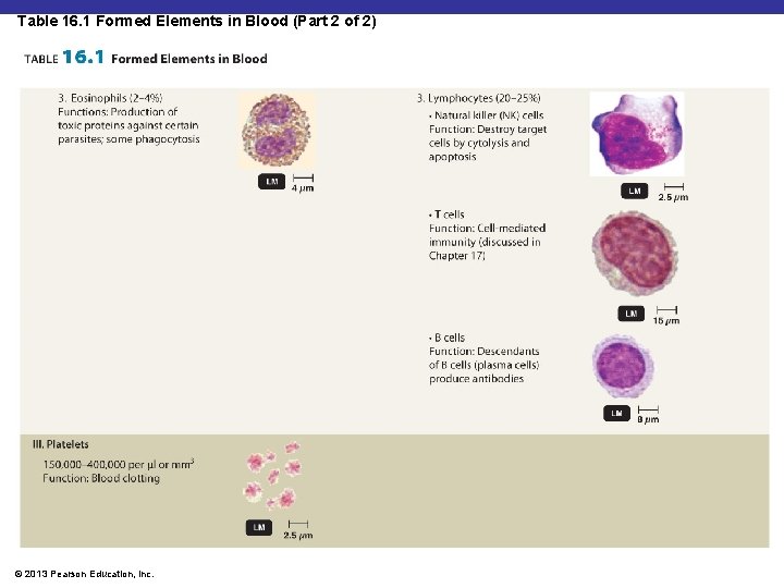 Table 16. 1 Formed Elements in Blood (Part 2 of 2) Insert Table 16.