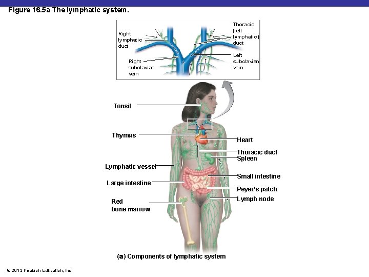 Figure 16. 5 a The lymphatic system. Right lymphatic duct Right subclavian vein Thoracic