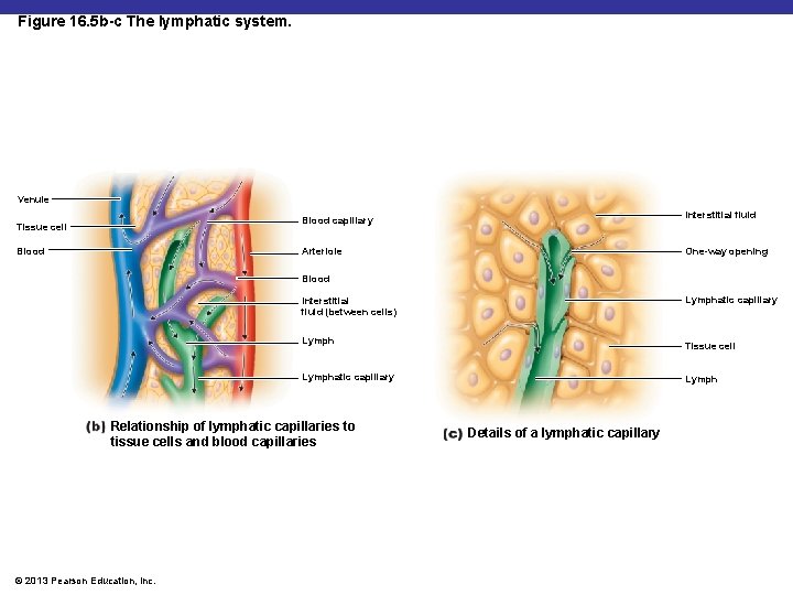 Figure 16. 5 b-c The lymphatic system. Venule Interstitial fluid Blood capillary Tissue cell