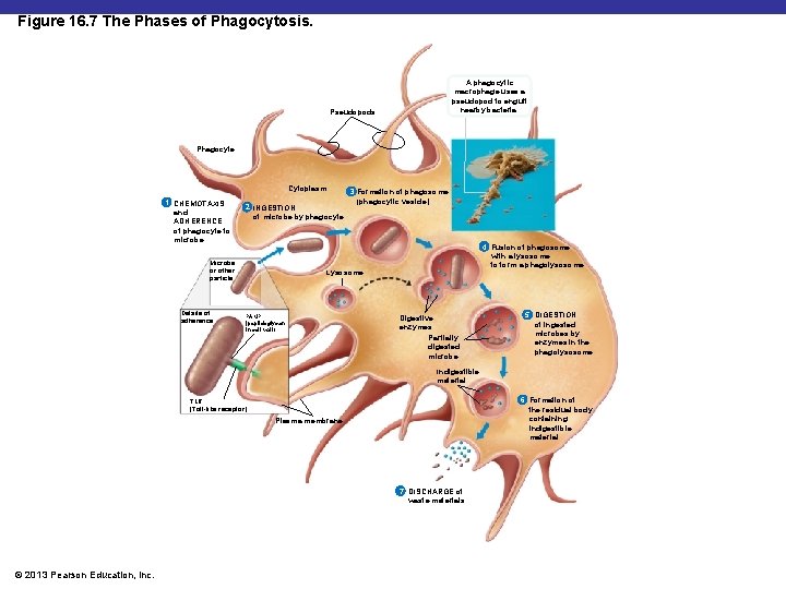 Figure 16. 7 The Phases of Phagocytosis. A phagocytic macrophage uses a pseudopod to