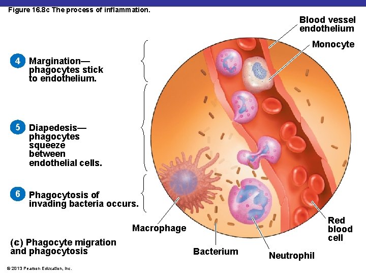 Figure 16. 8 c The process of inflammation. Blood vessel endothelium Monocyte 4 Margination—