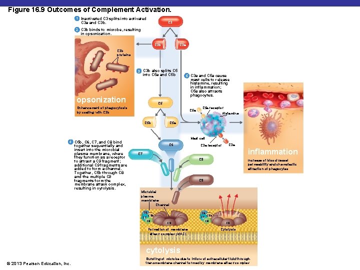 Figure 16. 9 Outcomes of Complement Activation. 1 Inactivated C 3 splits into activated