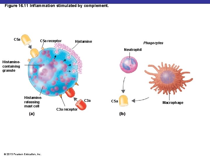 Figure 16. 11 Inflammation stimulated by complement. C 5 a receptor Histamine Phagocytes Neutrophil