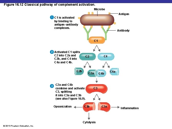 Figure 16. 12 Classical pathway of complement activation. Microbe Antigen C 1 is activated