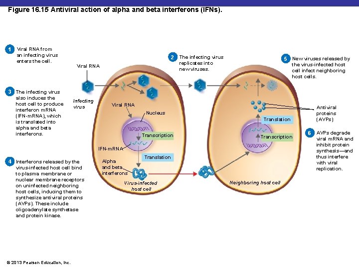 Figure 16. 15 Antiviral action of alpha and beta interferons (IFNs). 1 Viral RNA