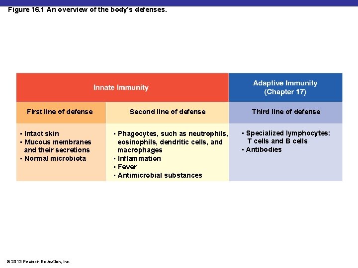 Figure 16. 1 An overview of the body’s defenses. First line of defense •