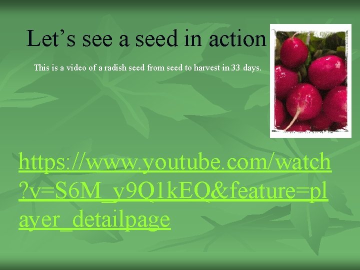 Let’s see a seed in action This is a video of a radish seed