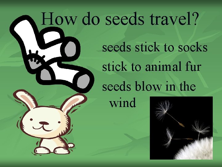 How do seeds travel? seeds stick to socks stick to animal fur seeds blow