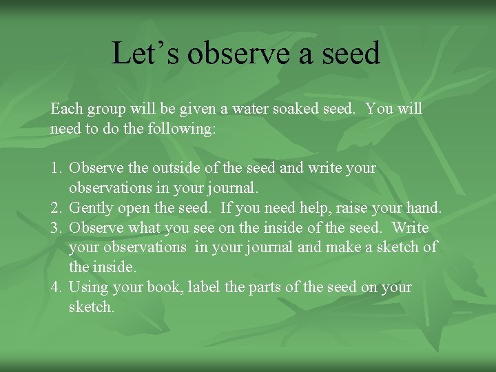 Let’s observe a seed Each group will be given a water soaked seed. You Let’s observe a seed Each group will be given a water soaked seed. You