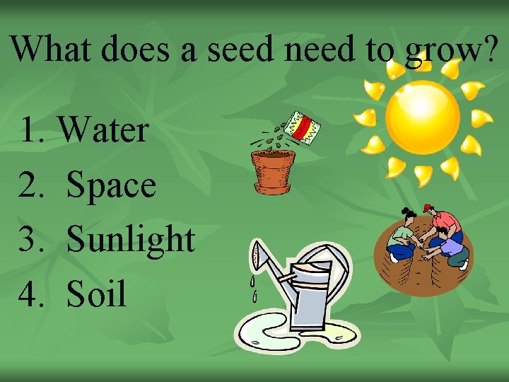 What does a seed need to grow? 1. Water 2. Space 3. Sunlight 4.