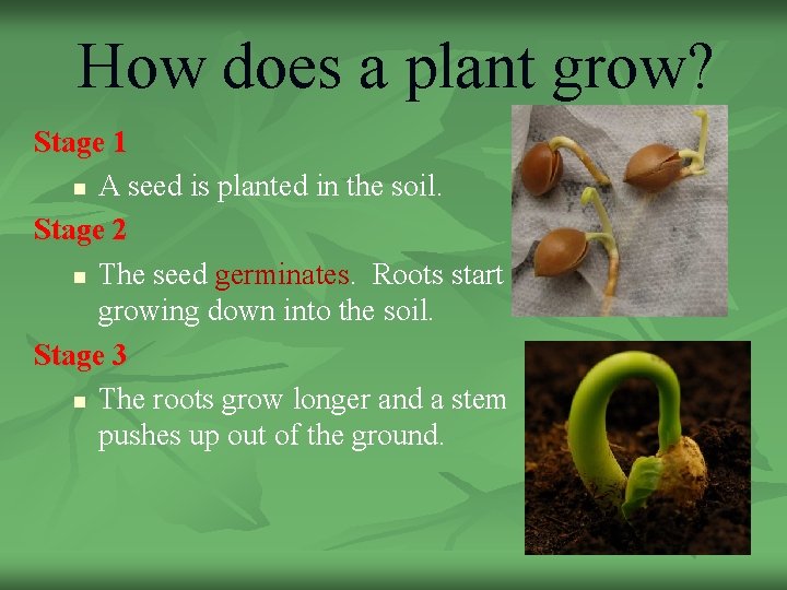 How does a plant grow? Stage 1 n A seed is planted in the