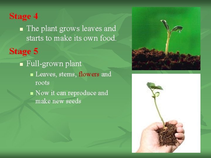 Stage 4 n The plant grows leaves and starts to make its own food. Stage 4 n The plant grows leaves and starts to make its own food.